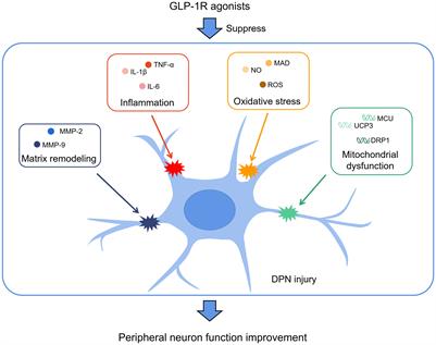 Glucagon-like peptide-1 receptor agonists for the management of diabetic peripheral neuropathy